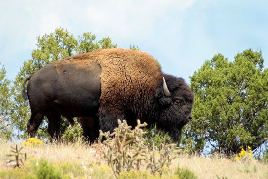 A bison standing on top of a grassy hill