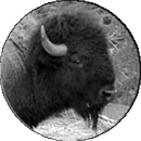 A black and white photo of a bison in a circle