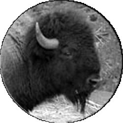 A black and white photo of a bison in a circle