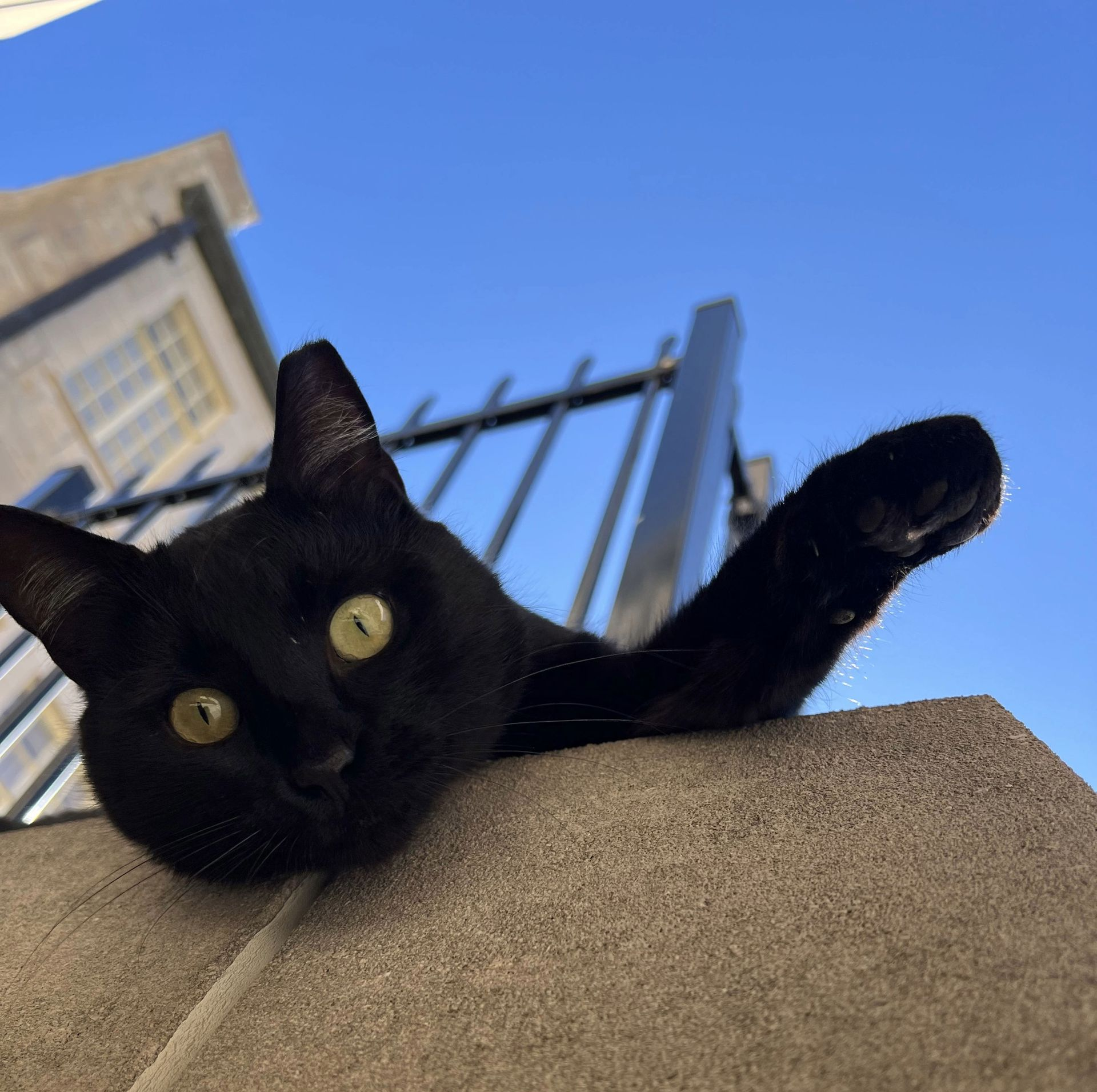 Black cat peeking over a ledge with one paw raised against a blue sky near a building