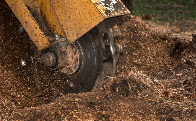 Stump grinder at work, churning wood into mulch. Brown and yellow machinery.