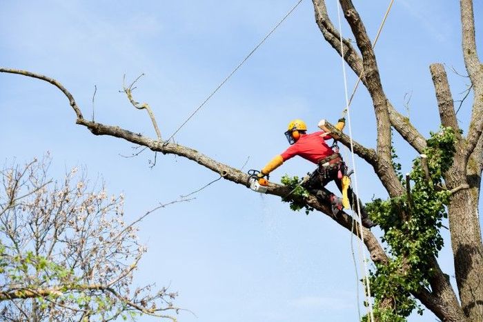 Arborist in red shirt and safety gear cutting a tree branch with a chainsaw, secured by ropes.