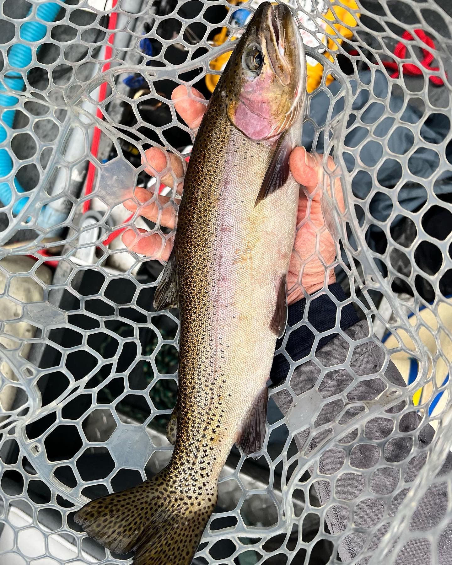 Fly Fish McCall Gallery Image