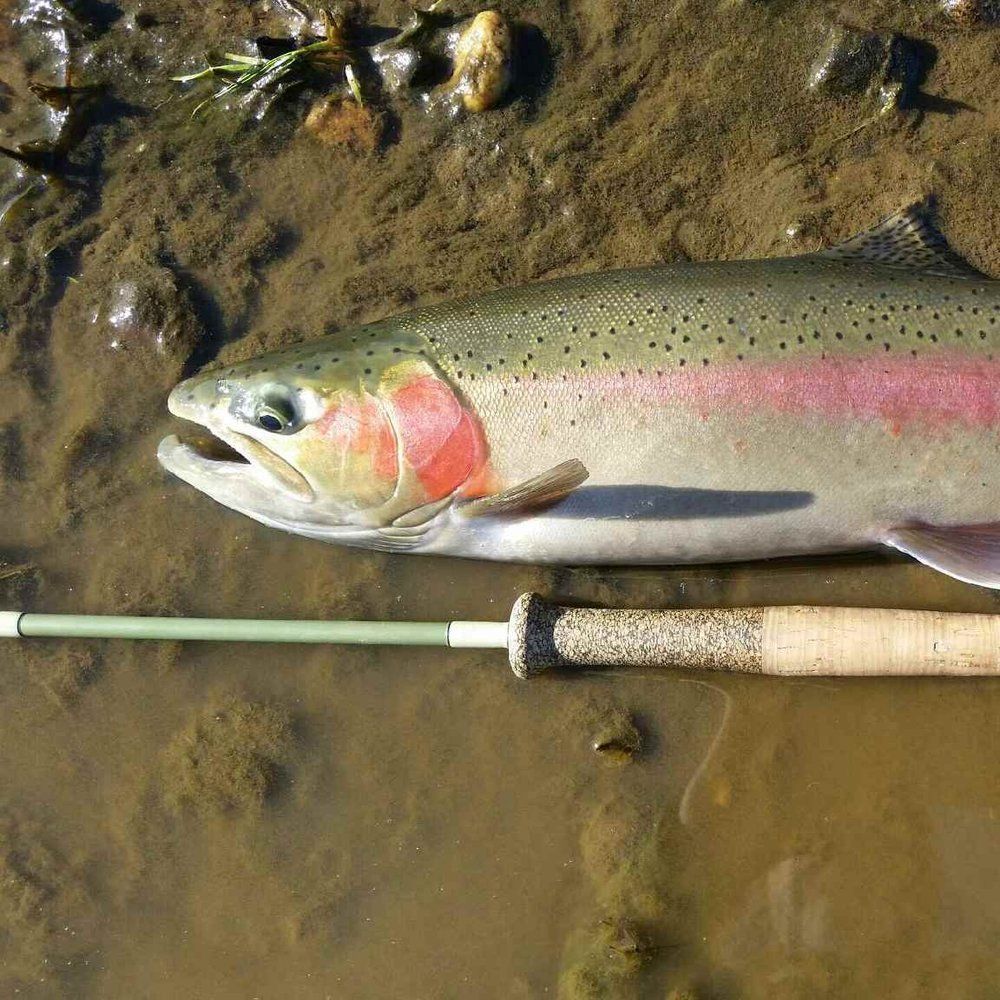 Fly Fish McCall Gallery Image