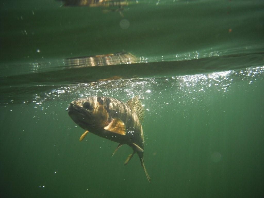 Fly Fish McCall Gallery Image
