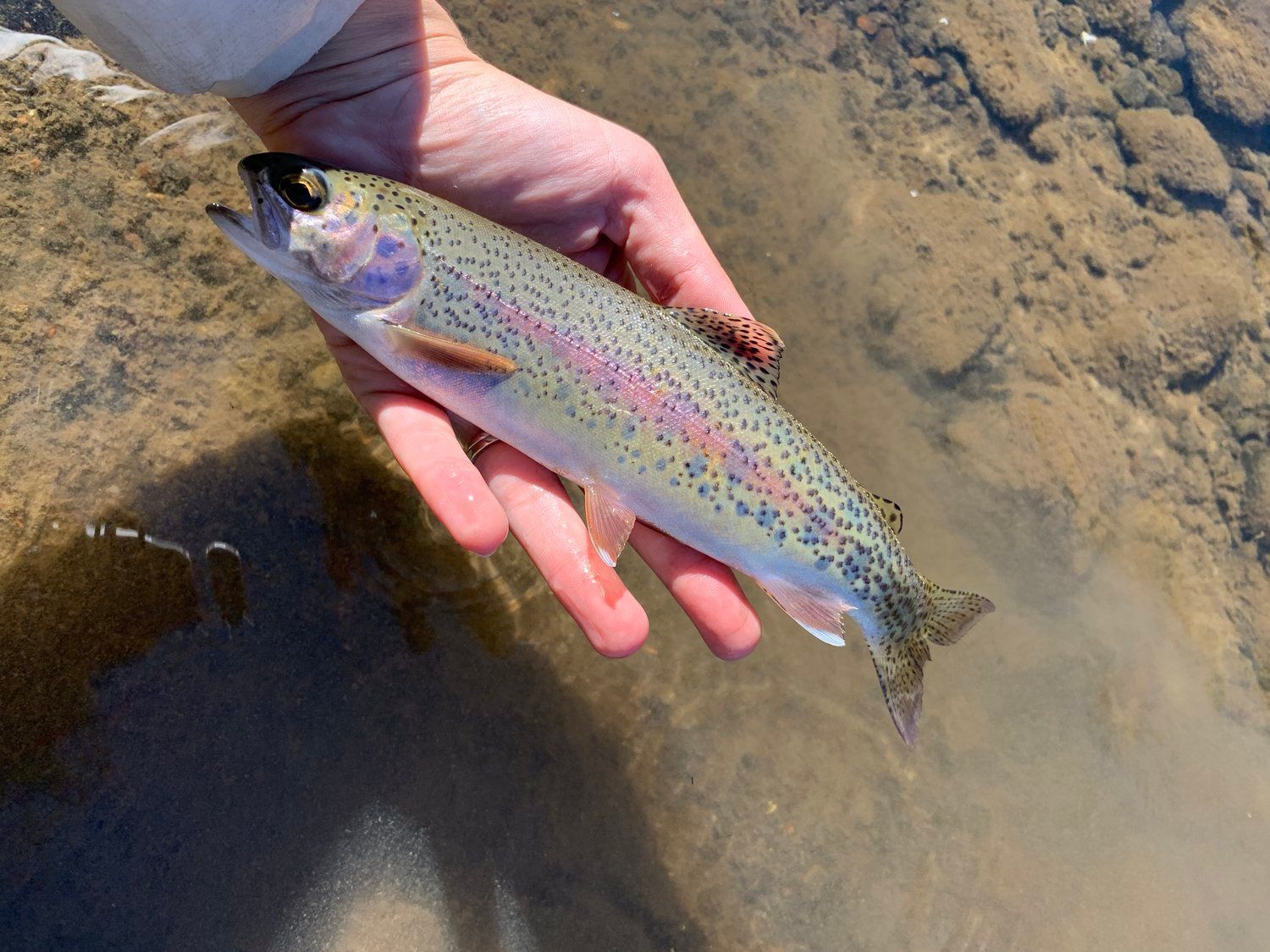 Fly Fish McCall Gallery Image