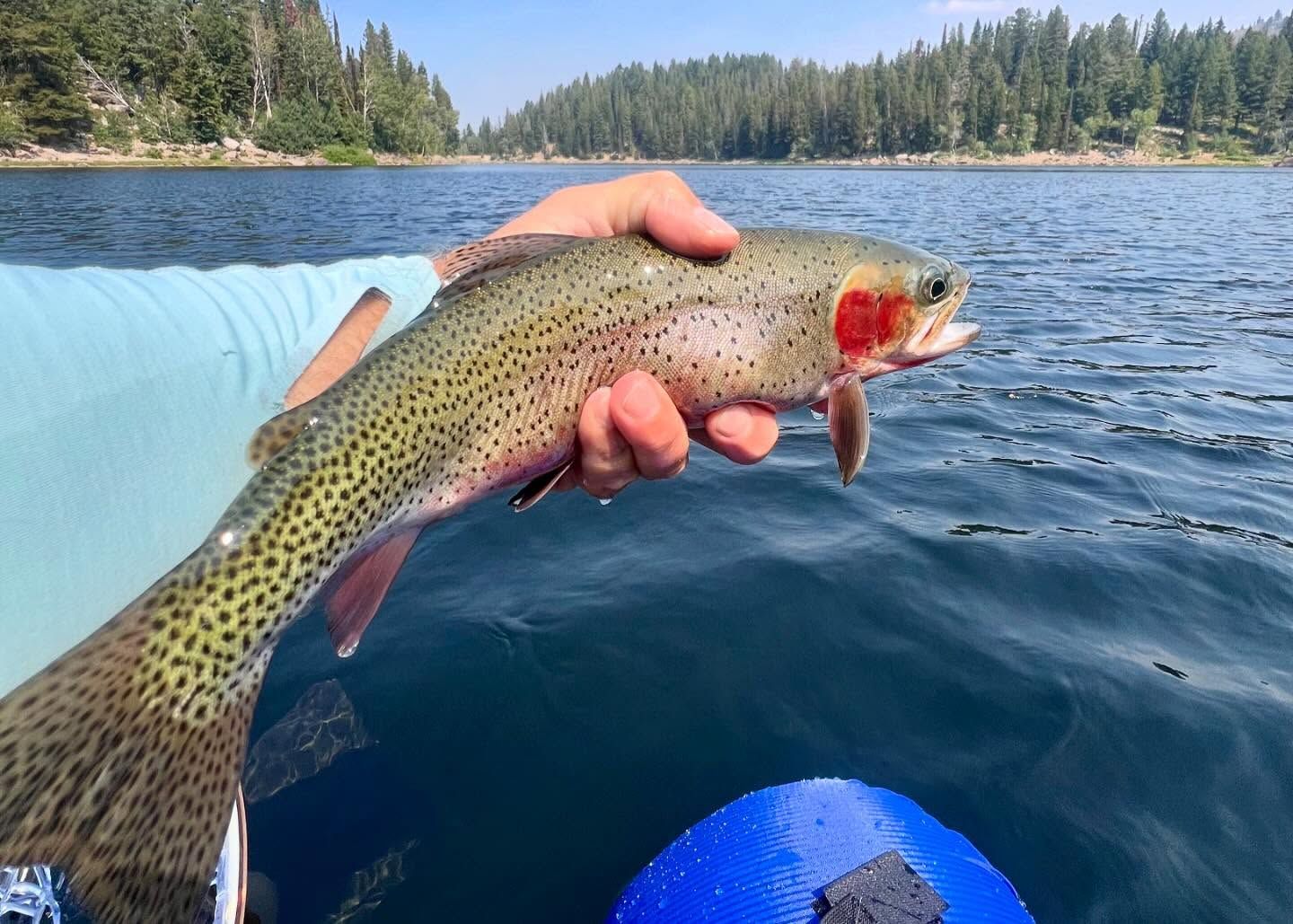 Fly Fish McCall Gallery Image