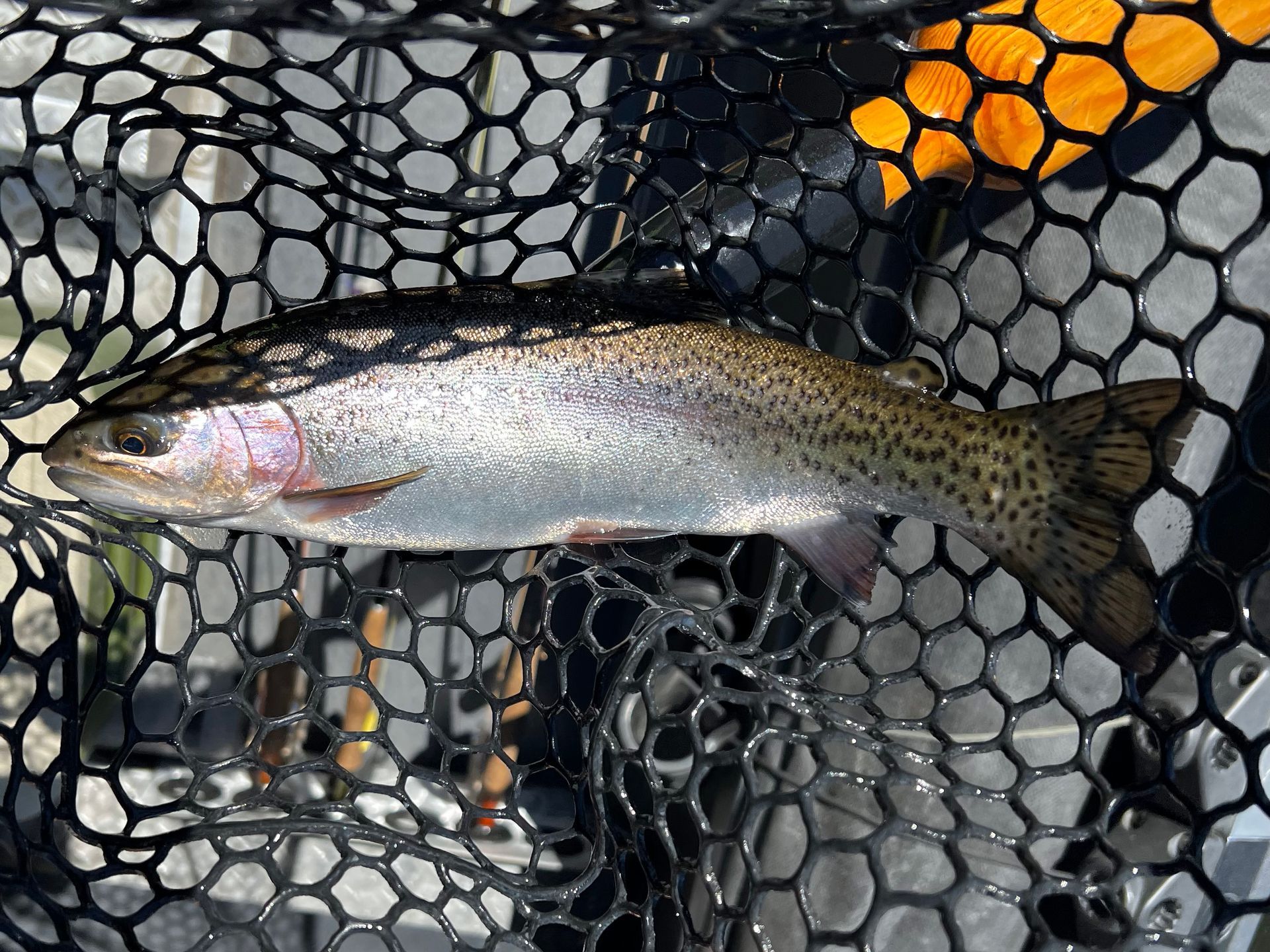 Fly Fish McCall Gallery Image