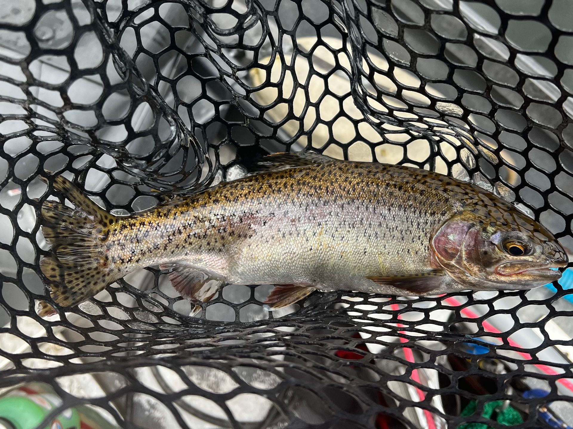 Fly Fish McCall Gallery Image