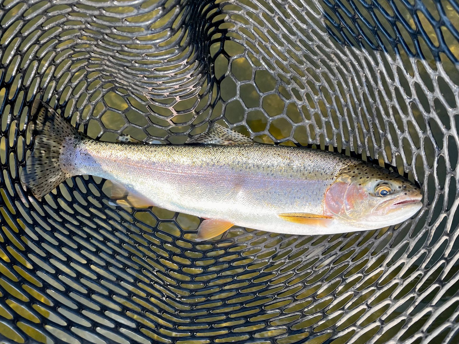 Fly Fish McCall Gallery Image