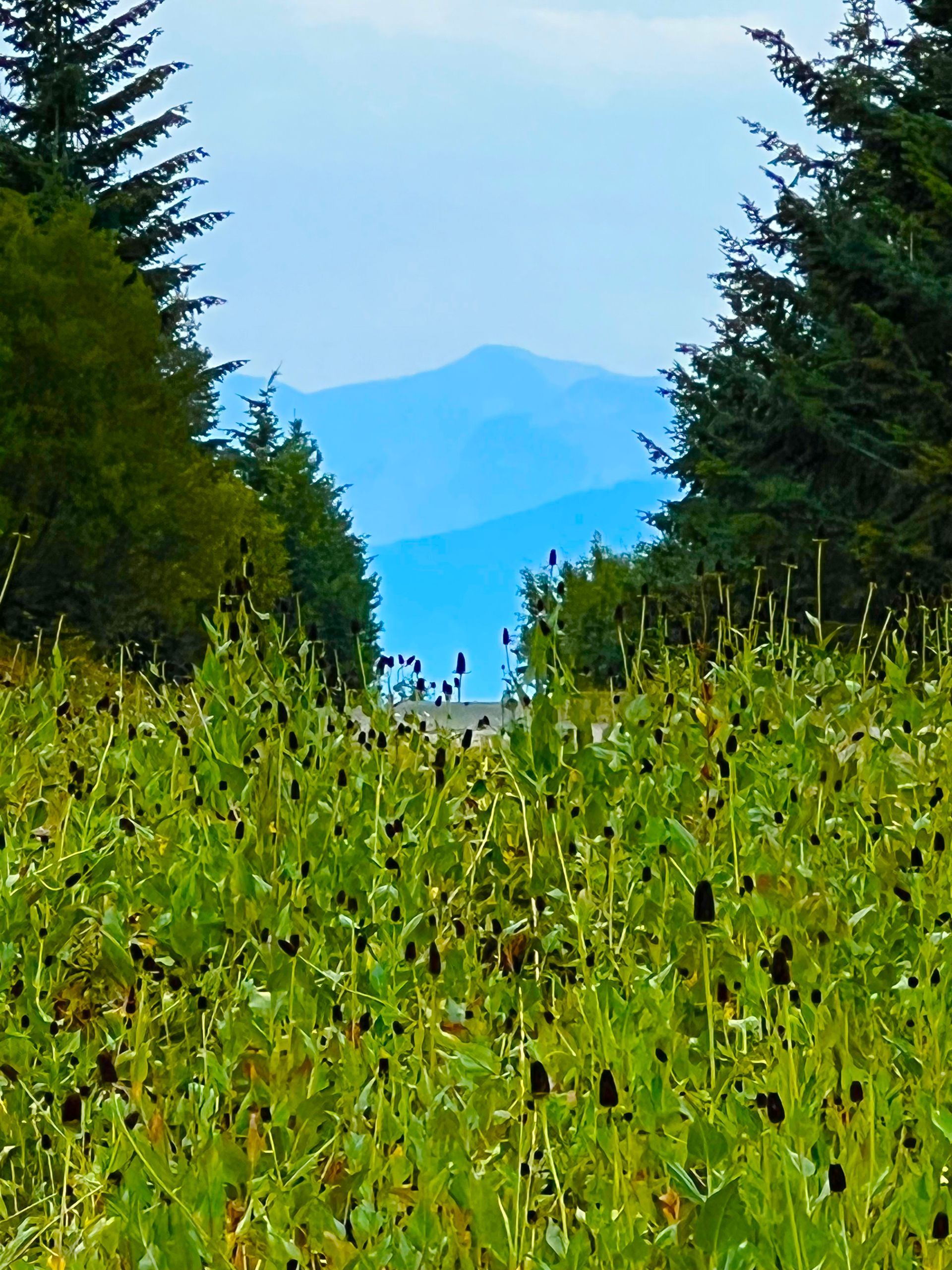 Fly Fish McCall Gallery Image