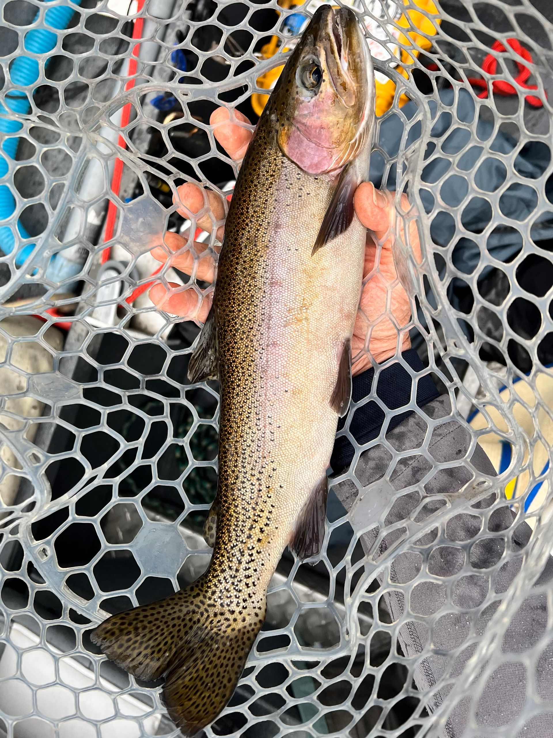 Fly Fish McCall Gallery Image