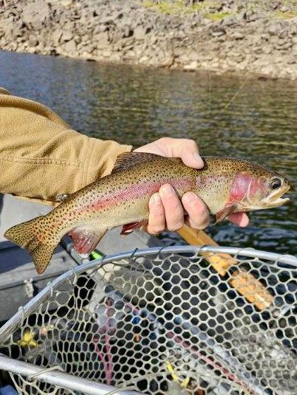 Fly Fish McCall Gallery Image