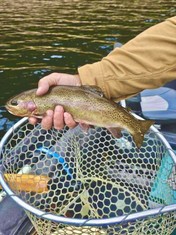Fly Fish McCall Gallery Image