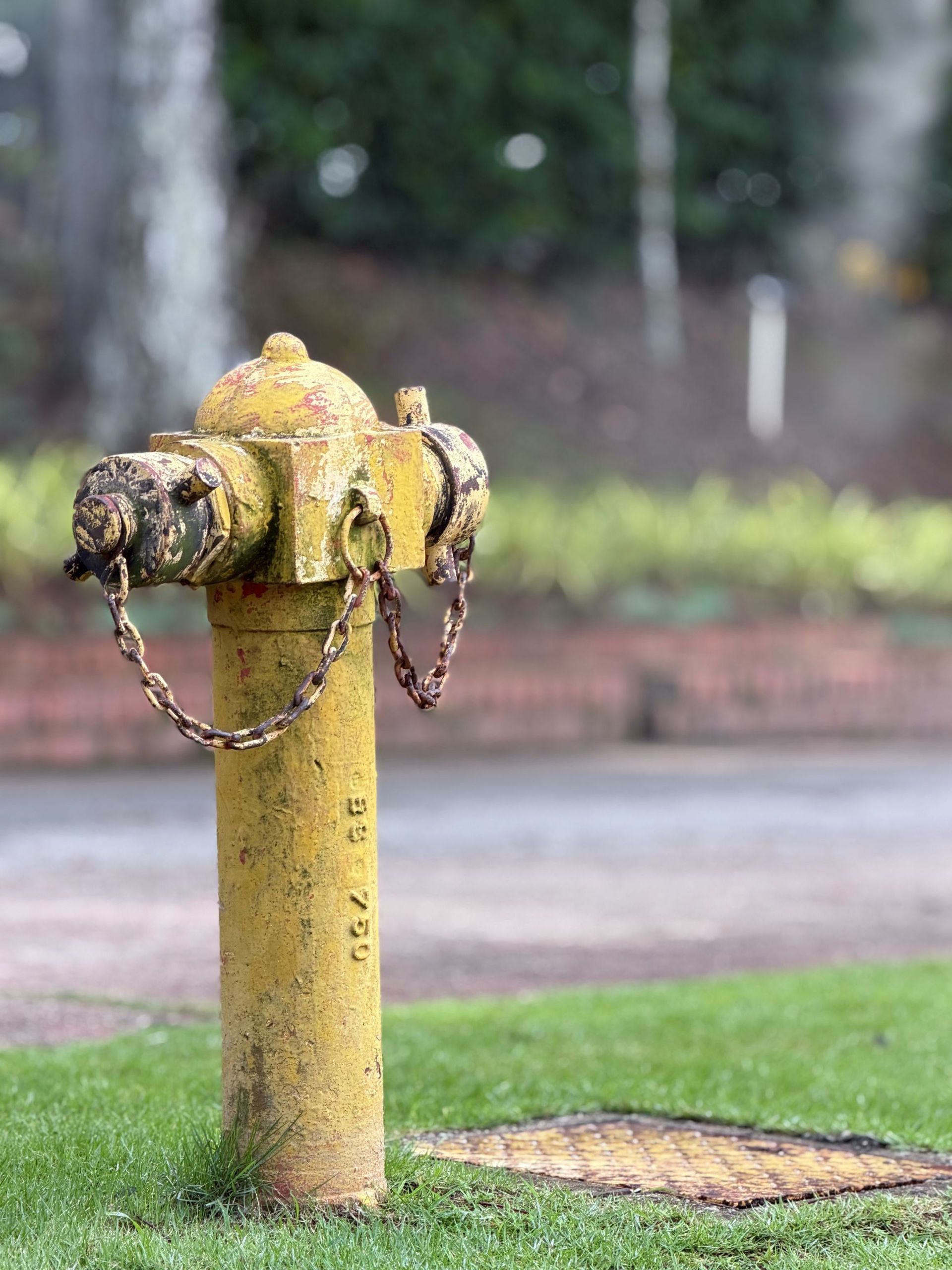 Yellow fire hydrant with chains on a grassy sidewalk beside a wet road