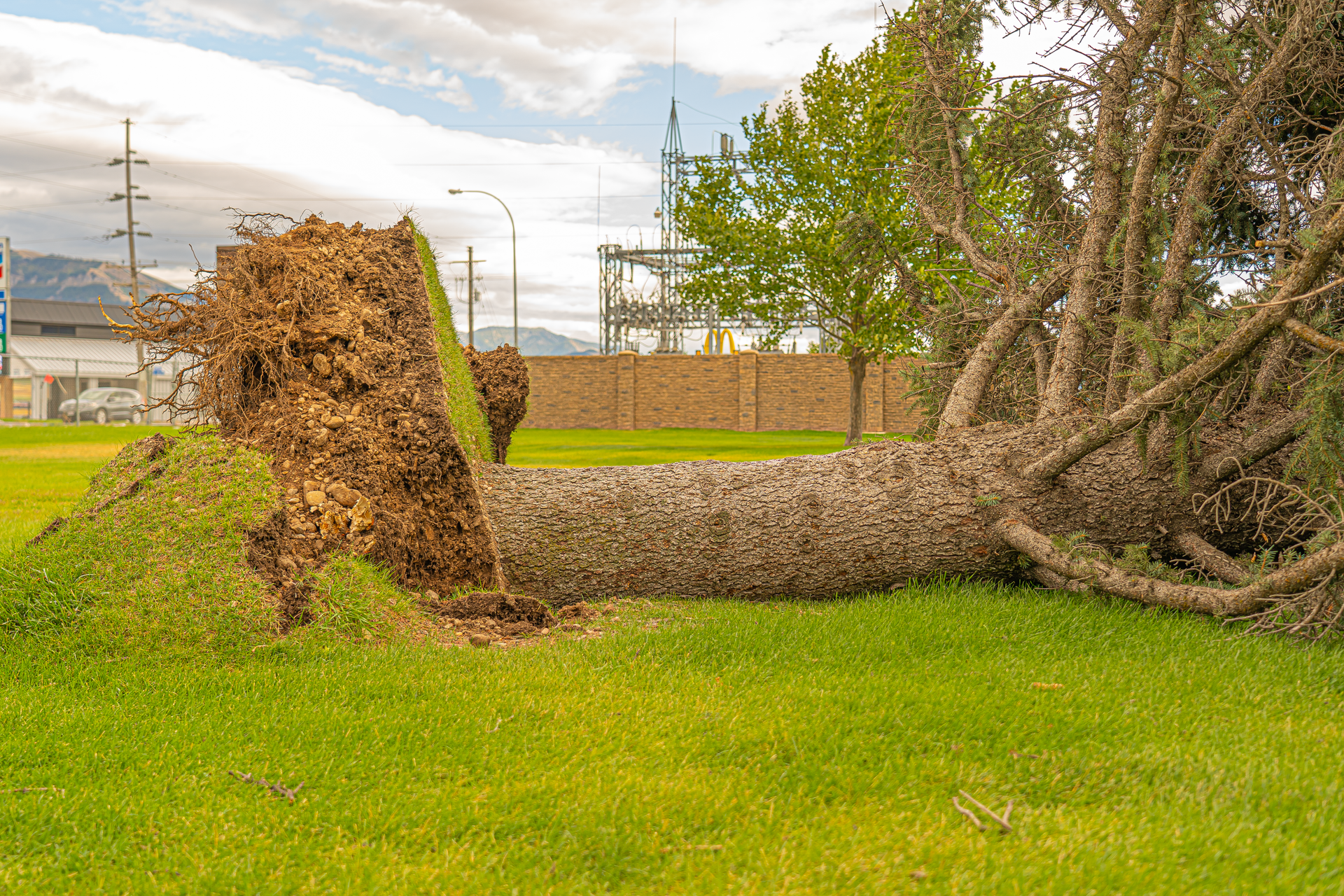 Uprooted fallen tree trunk lying on green grass near power lines under a cloudy sky