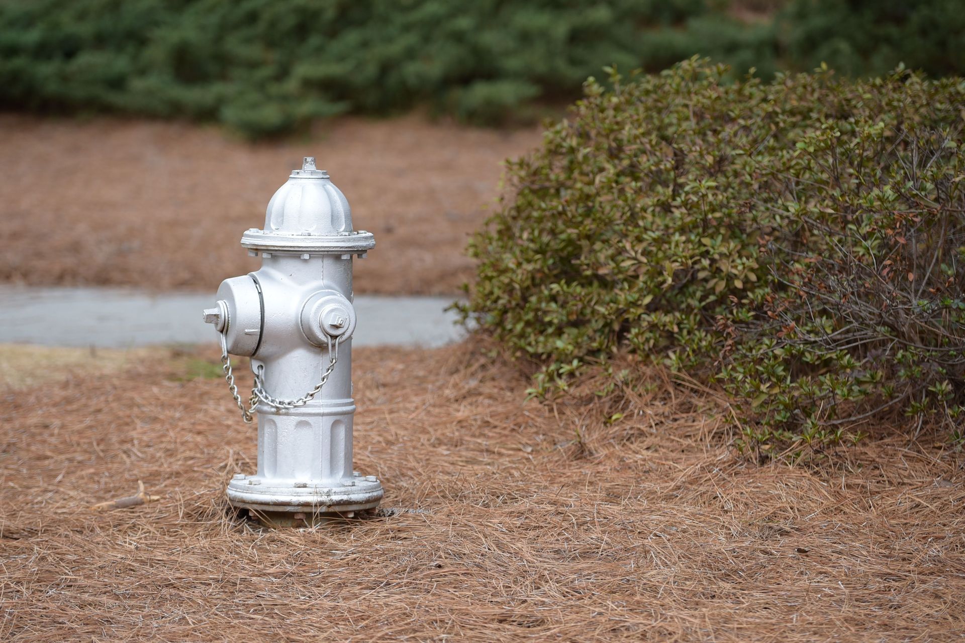 White fire hydrant on a pine-covered roadside beside a trimmed bush