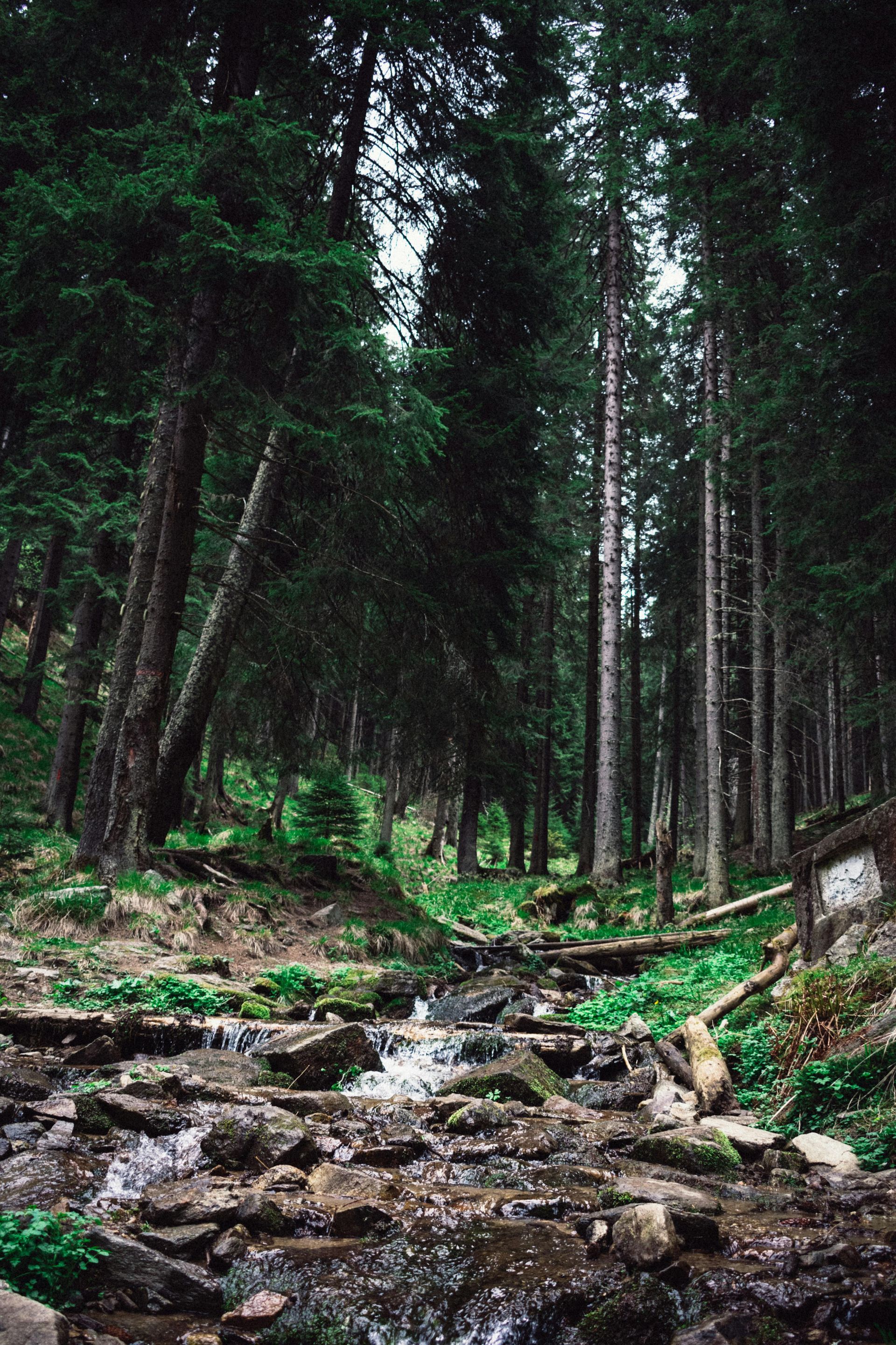 A stream flows over rocky terrain through a lush, dense evergreen forest.