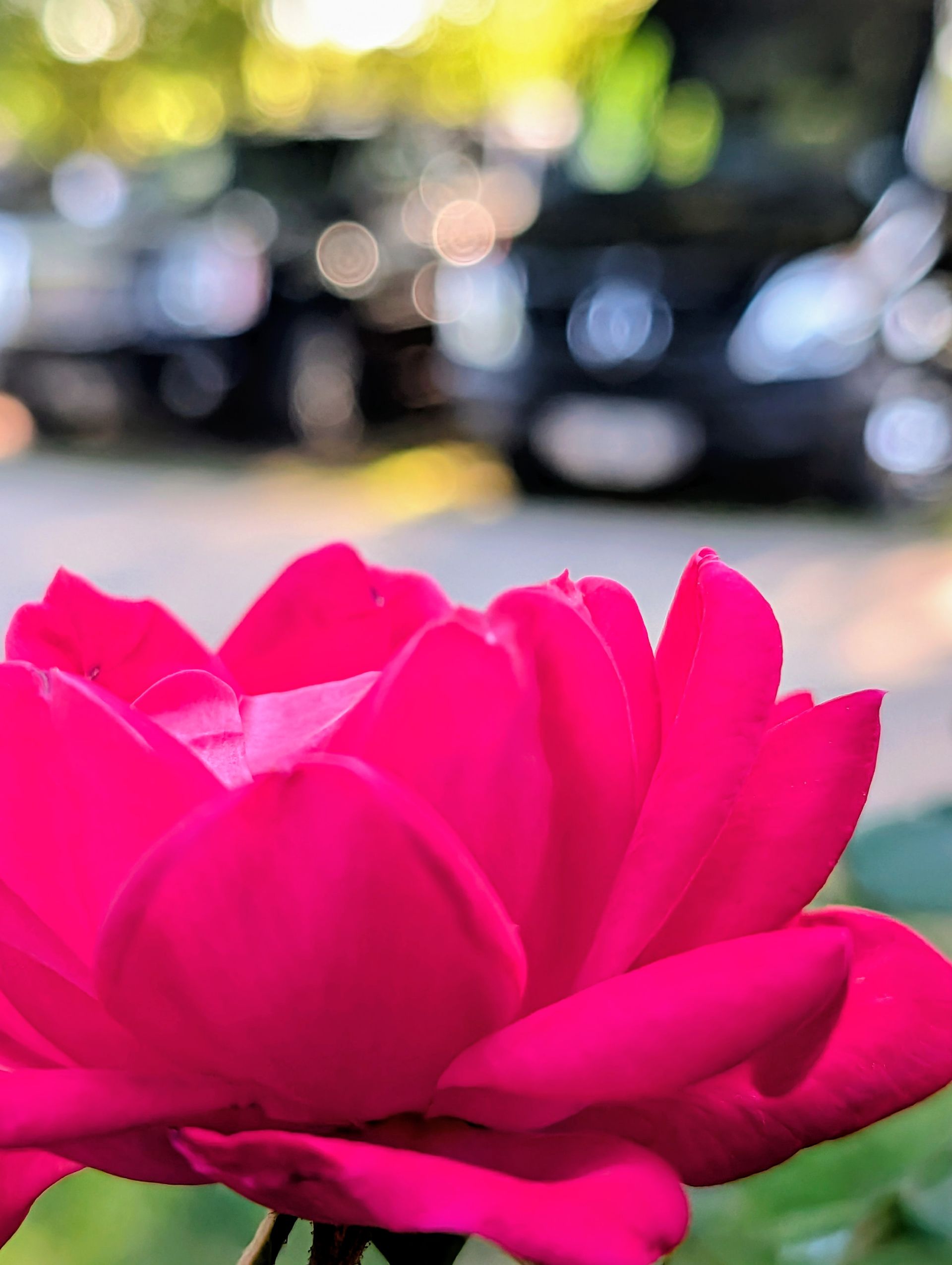 Bright pink flower in bloom with blurred Into Our Kare unit in the background in Cherryville, NC.
