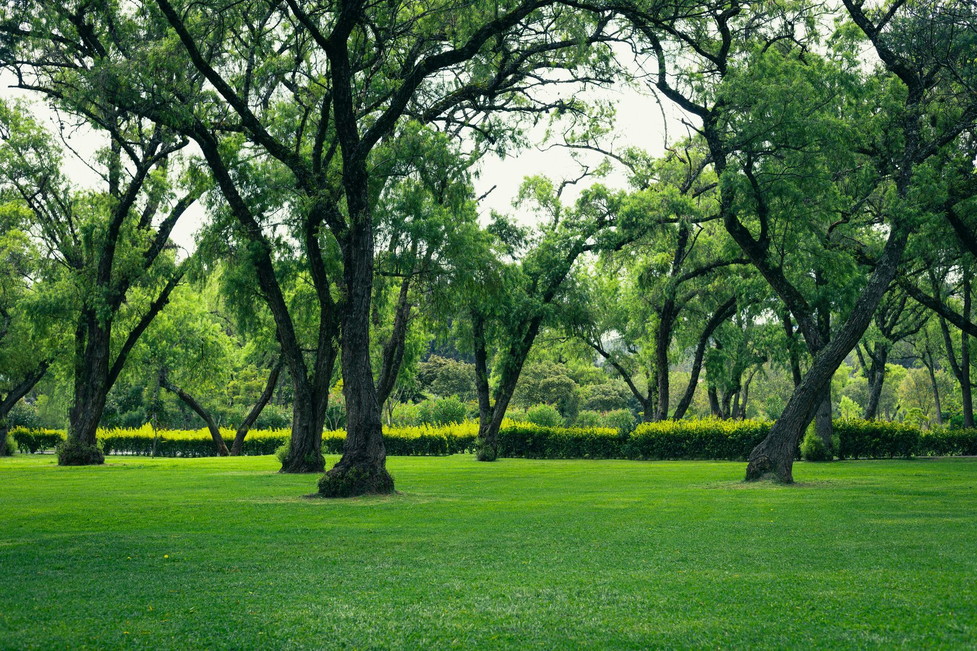 Green park with scattered trees and lush grass under a bright, leafy canopy