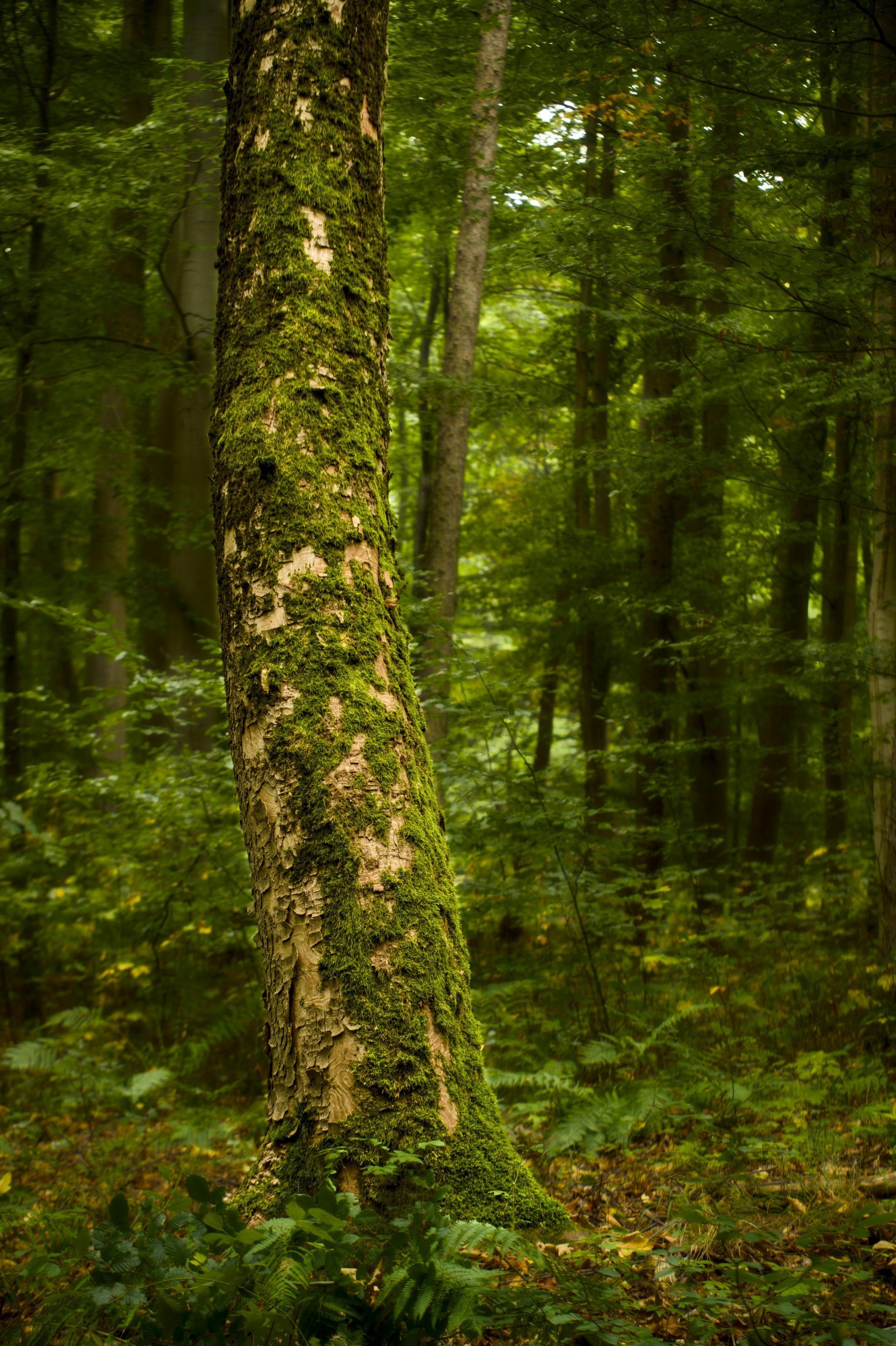 Moss-covered tree trunk in a lush green forest, with blurred trees in the background