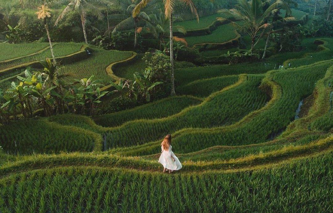 Person in a white dress standing on a winding path through lush green rice terraces