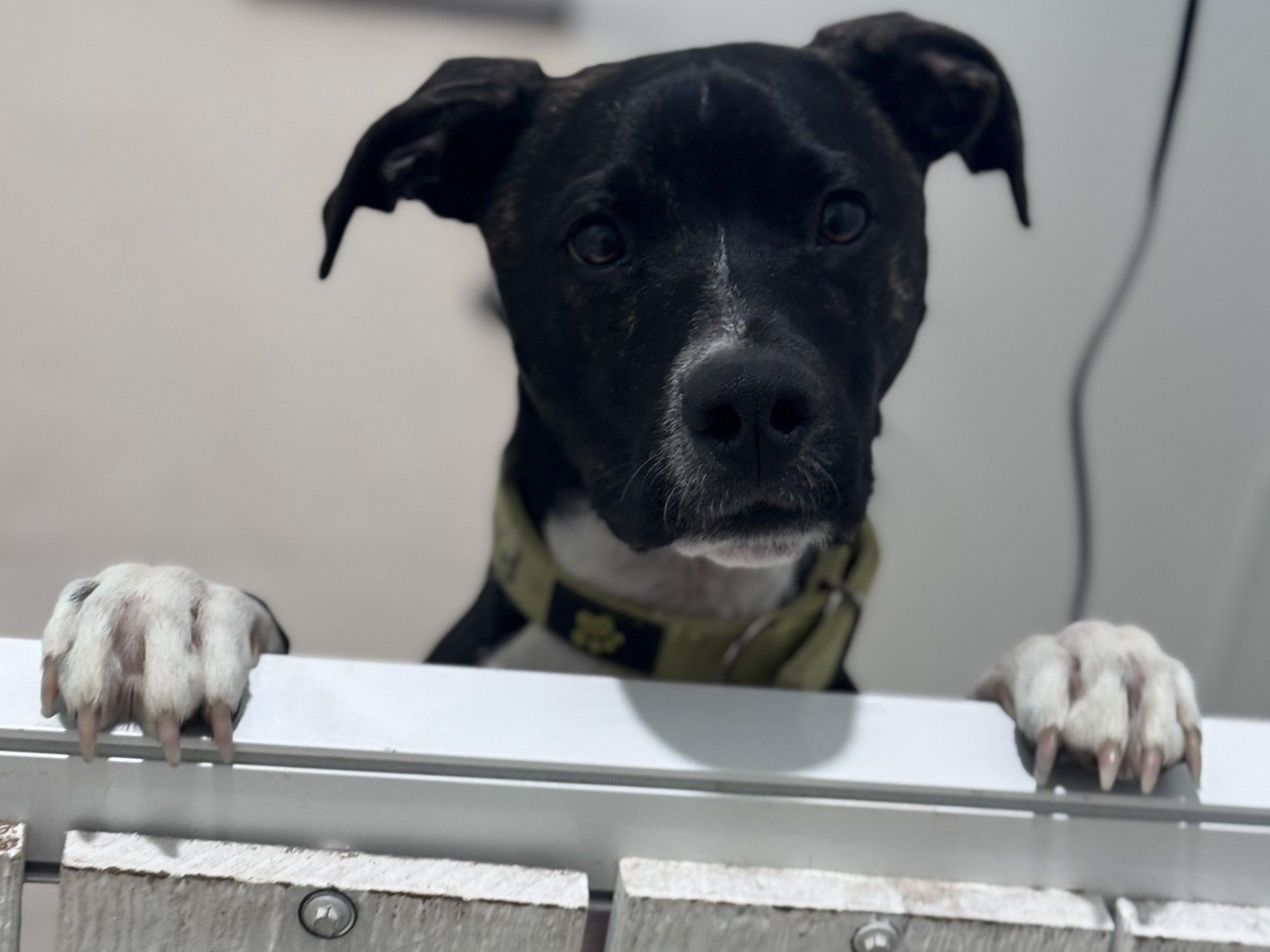 A woman is cutting a black dog 's nails with a pair of scissors.