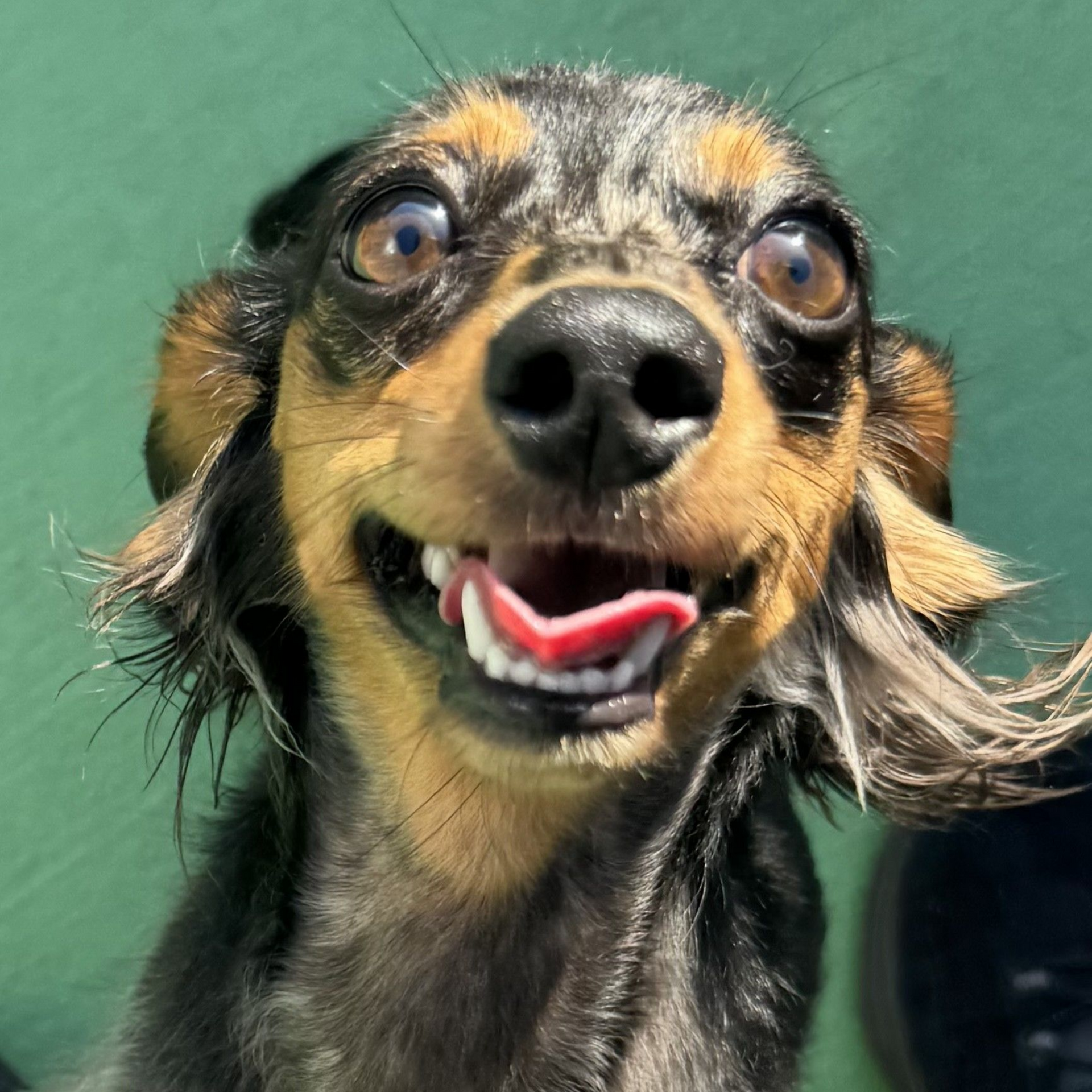 A small dog is standing on a rug with its mouth open.