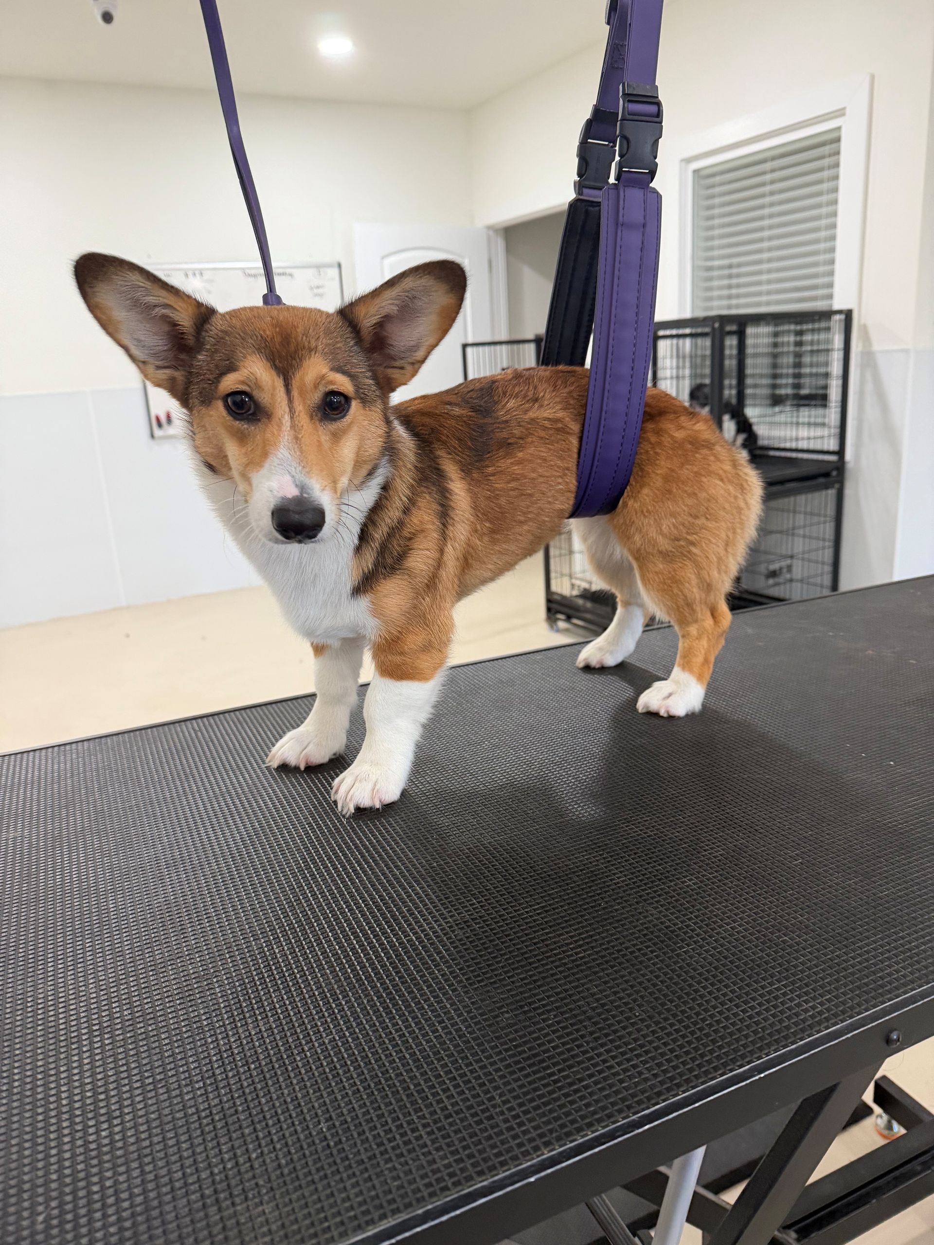 A person is cutting a dog's nails with a pair of scissors.
