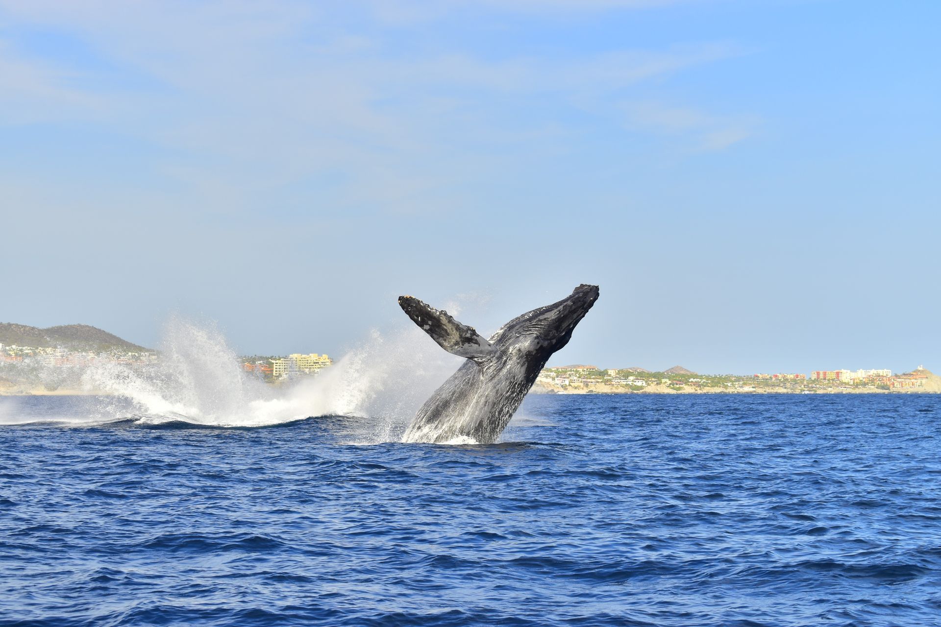 Whale Watching Tour in Cabo San Lucas