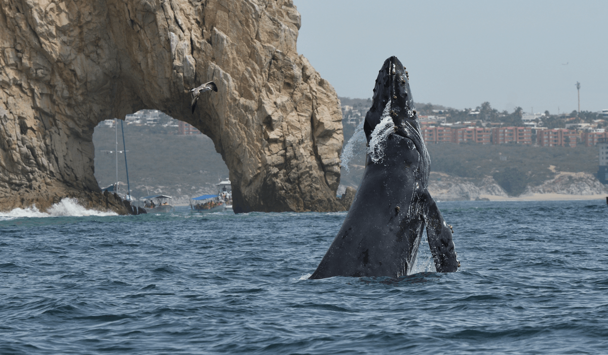 Whale breaching near a rocky arch by the coast, with town buildings in the background.