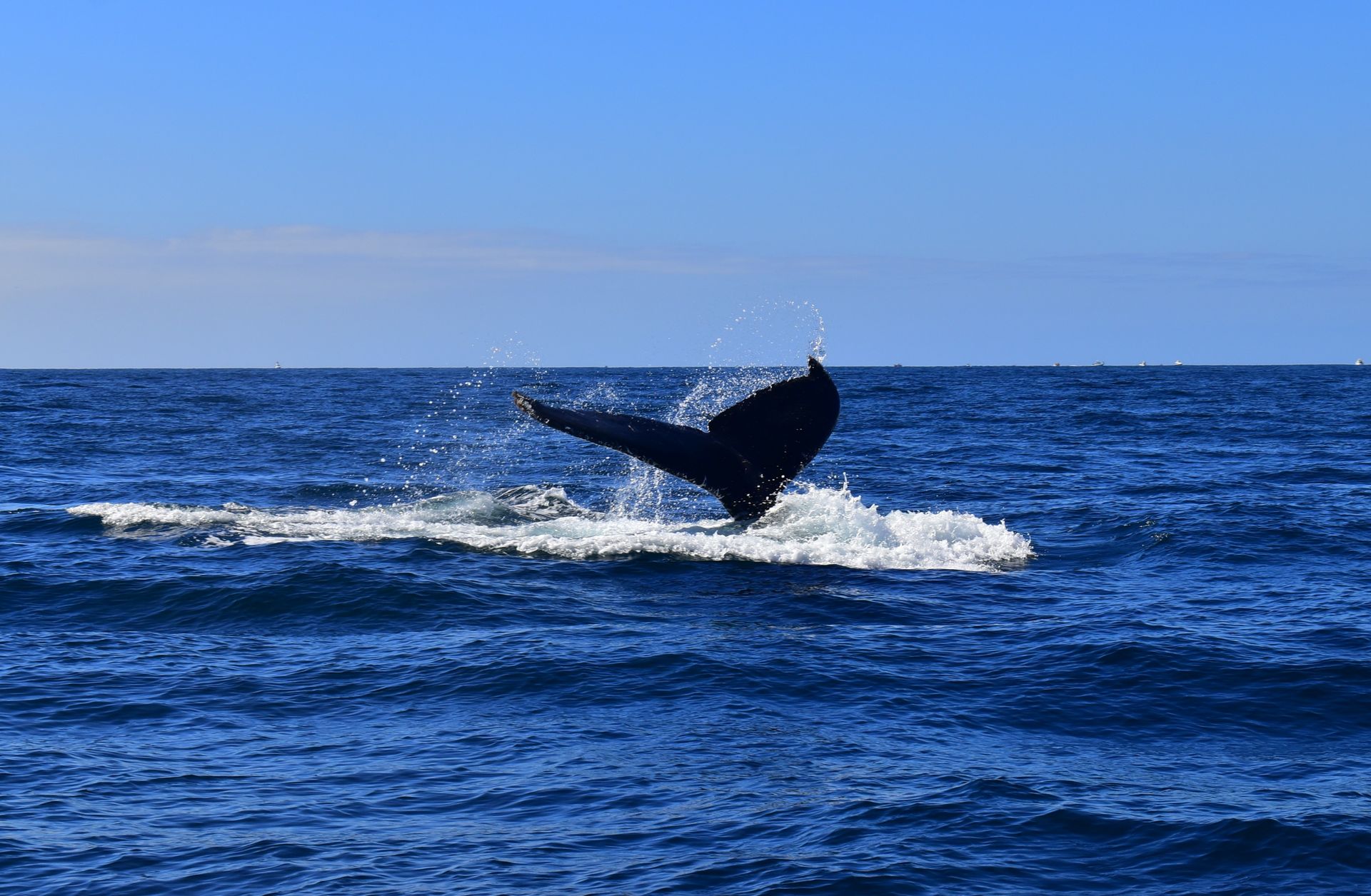 Whale tail rising above blue ocean waves with white spray near the horizon