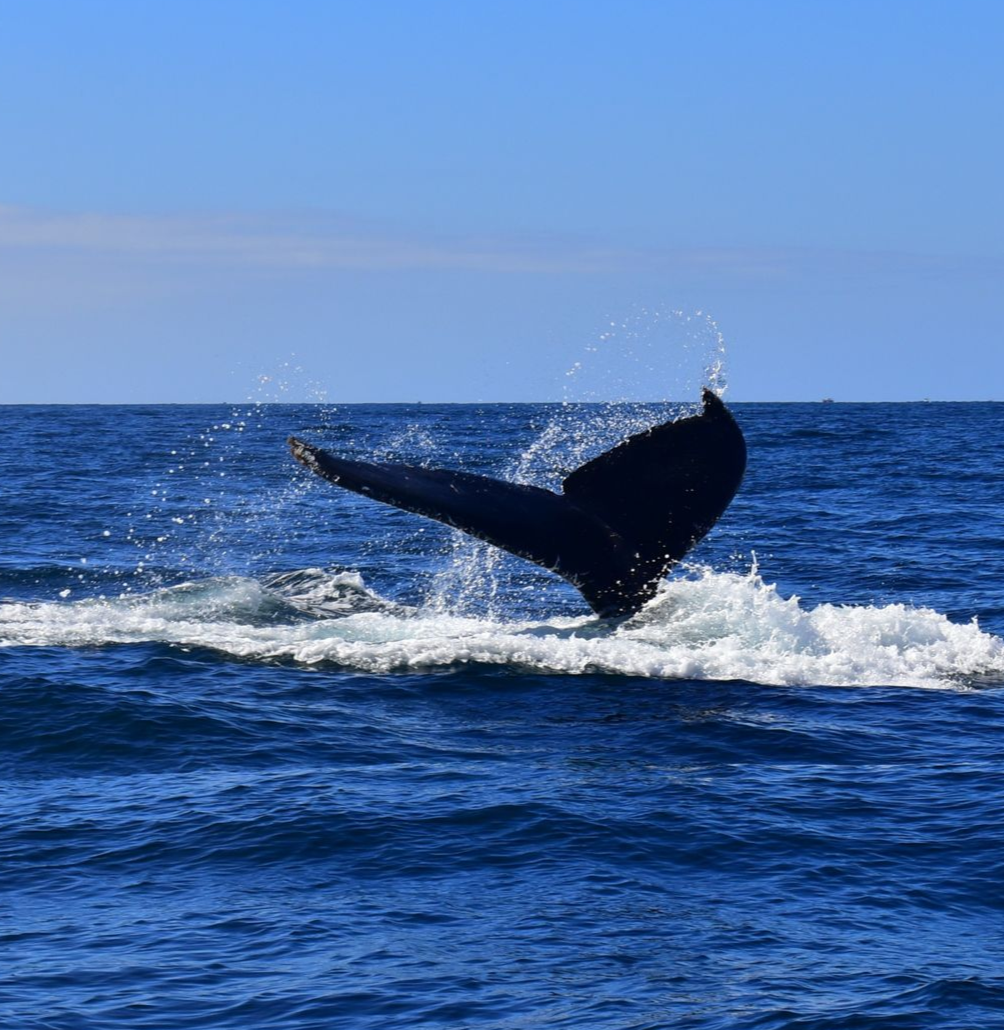 Whale Watching Cabo San Lucas Whale tail rising above blue ocean waves with white spray near the horizon