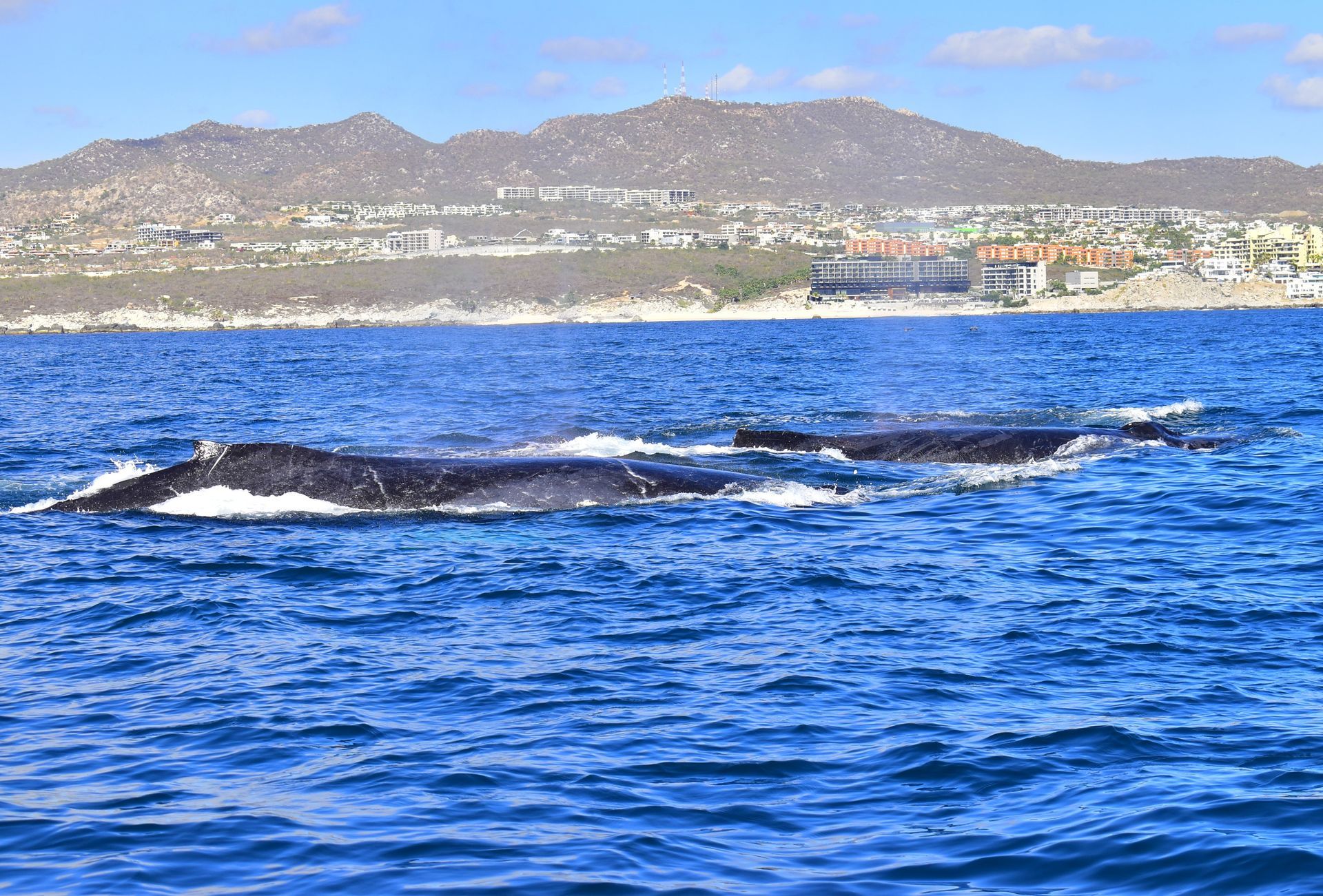 Two whales are swimming in the ocean with mountains in the background.