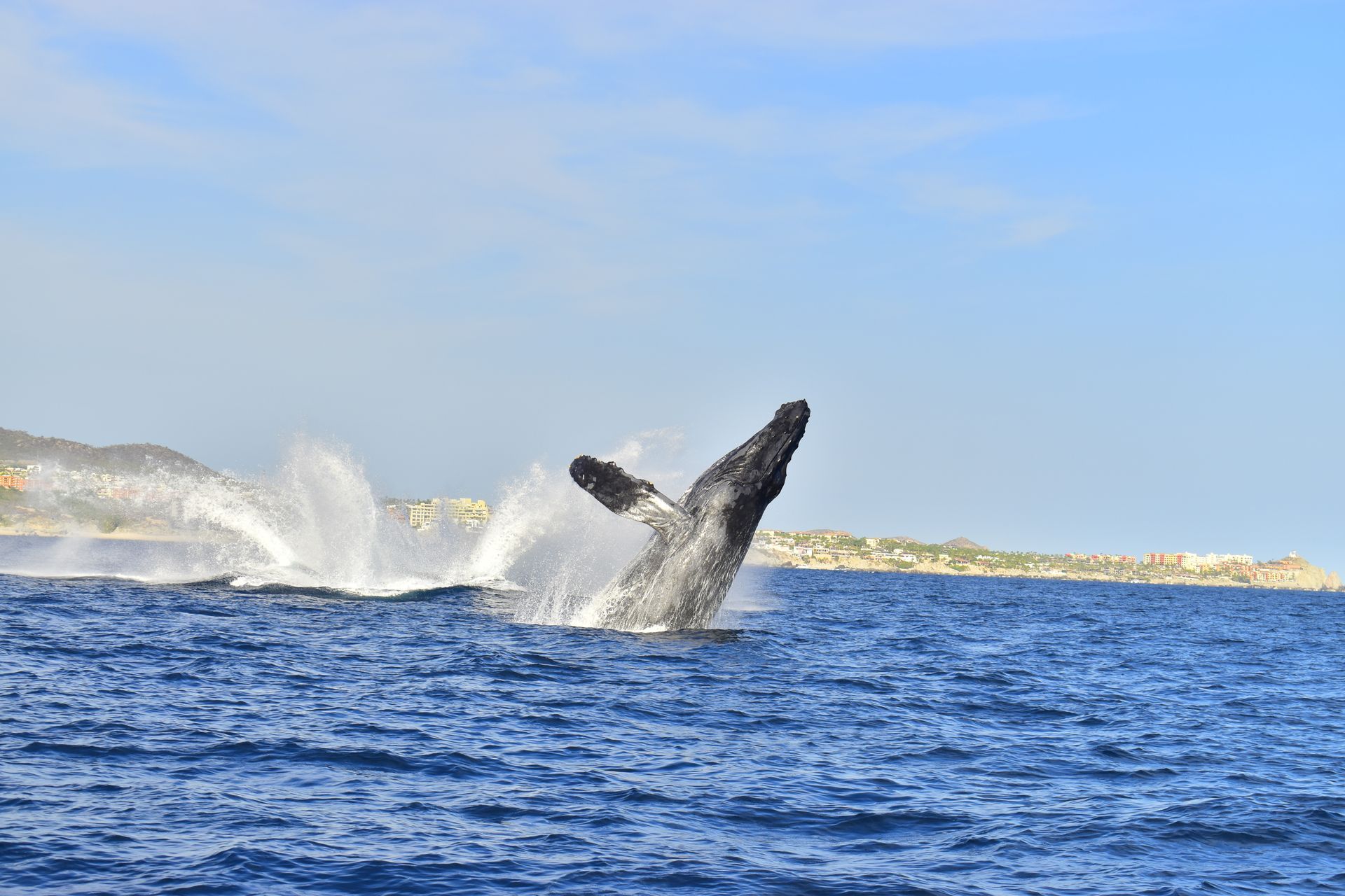 A humpback whale is jumping out of the ocean.