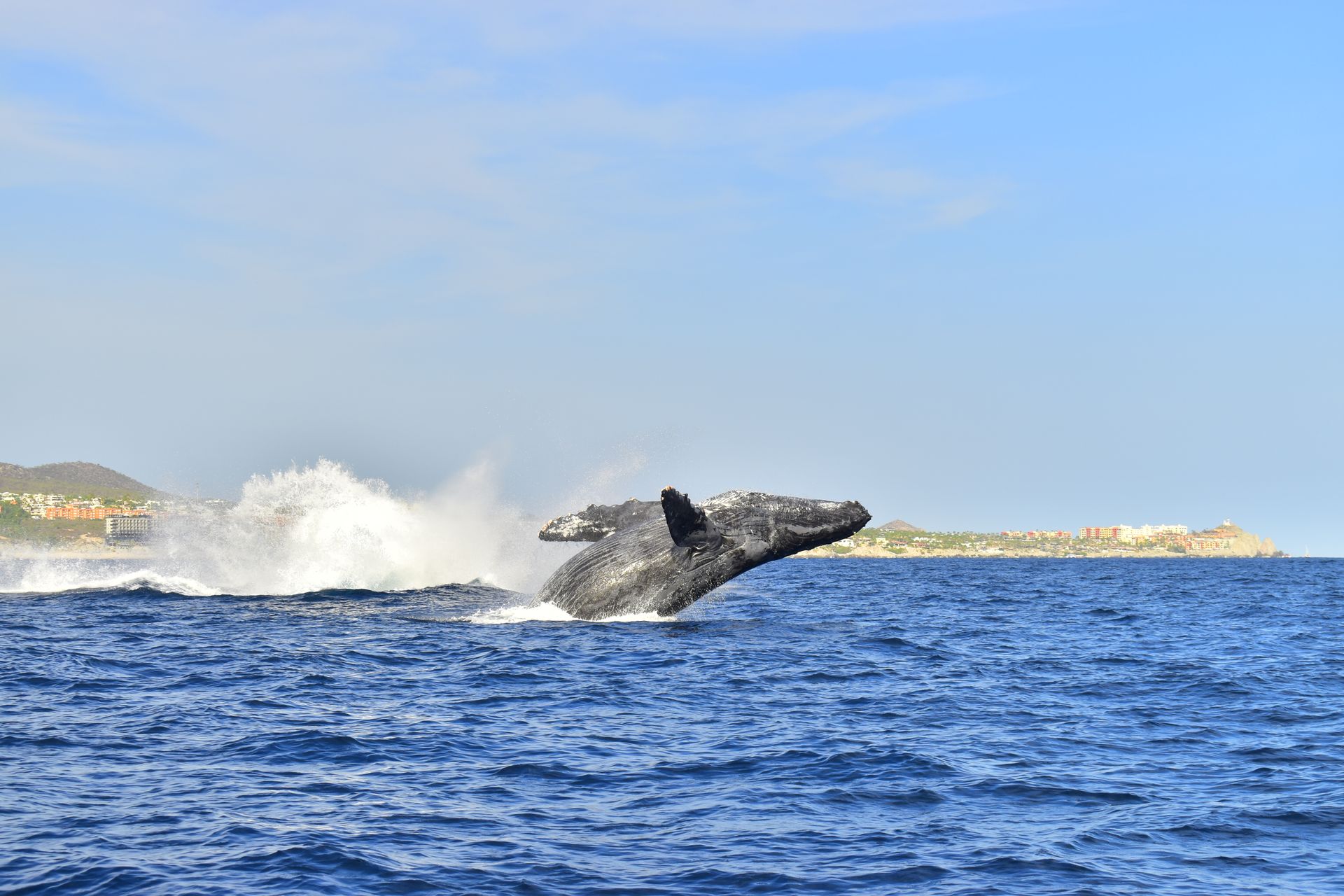 Humpback whale breaching in the ocean with a splash, near a distant shoreline under a blue sky