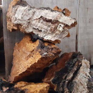 dried tree bark
