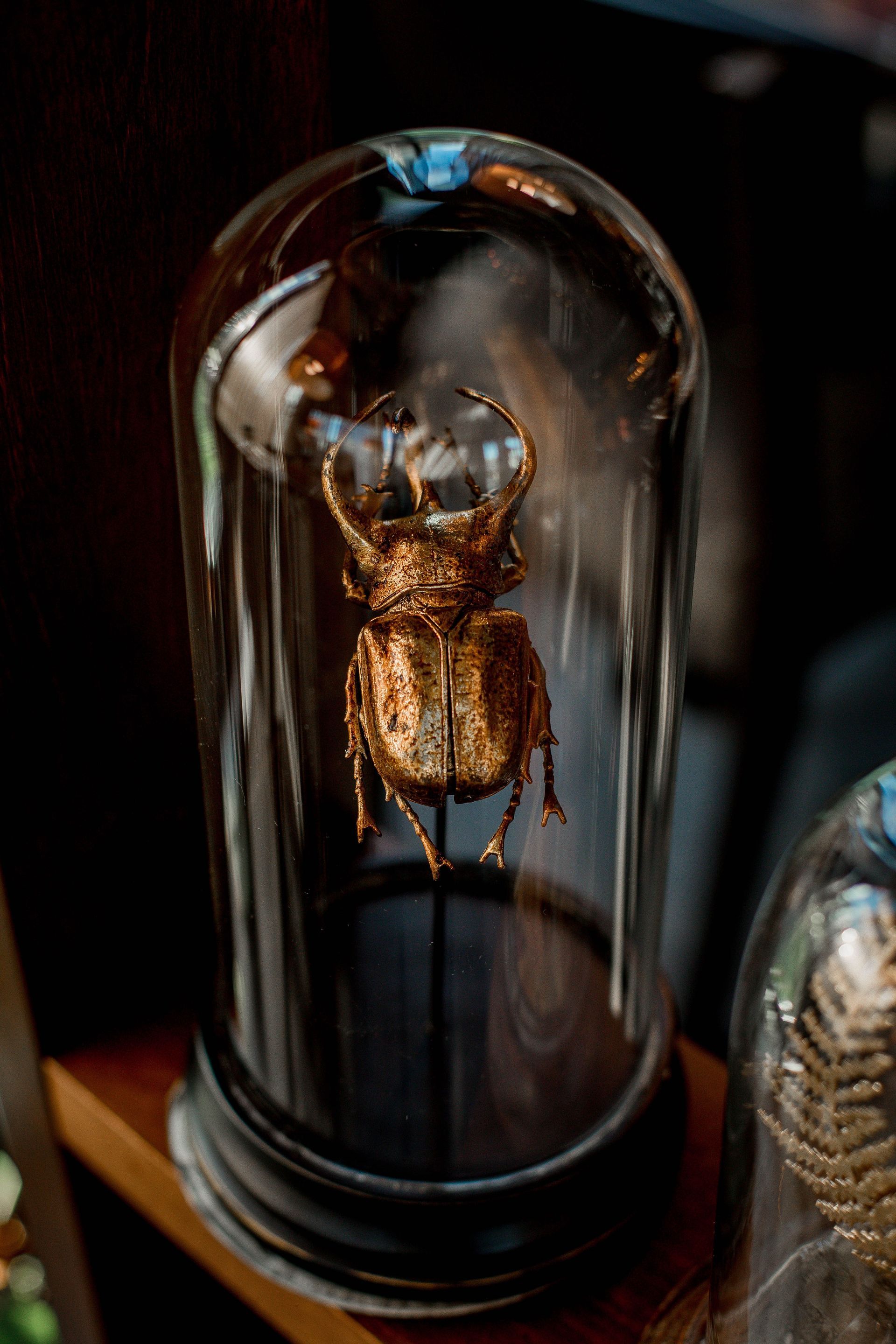 Brown beetle preserved under a glass dome on a dark display stand