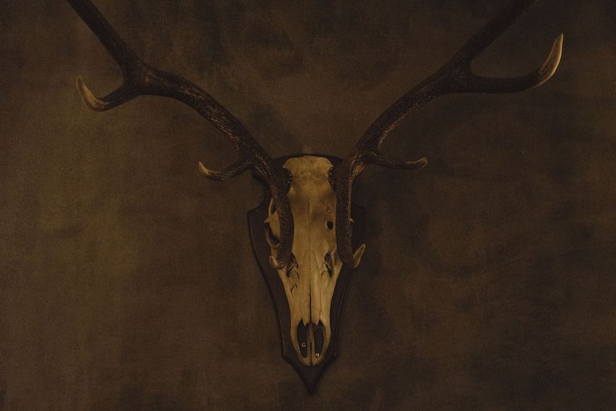 Mounted deer skull with antlers on a dark brown wall