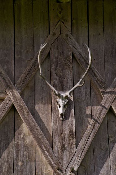 Antelope skull mounted on a weathered wooden barn door with crossed planks.