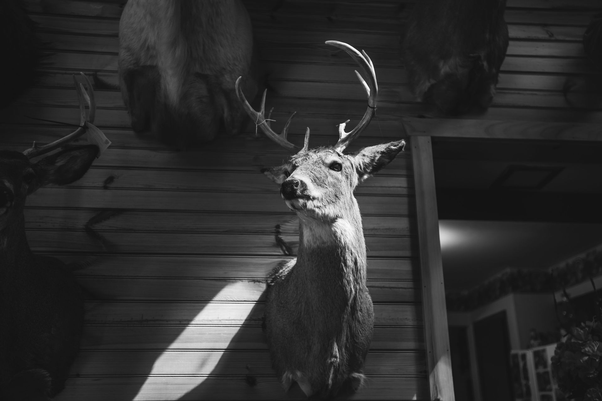 Mounted deer head on a wall in a dimly lit room, with antlers and a spotlight shining from the left.