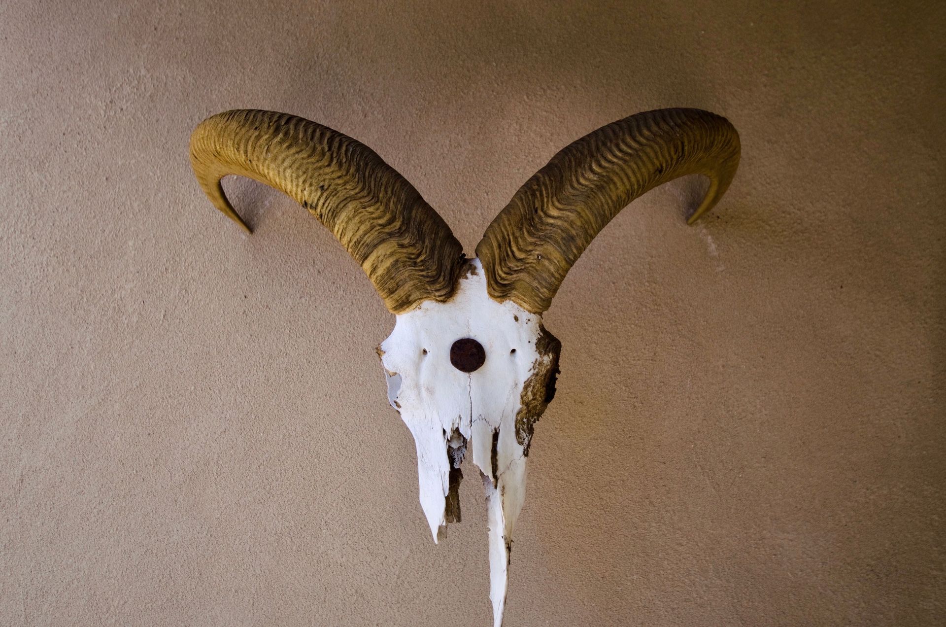 Mounted ram skull with large curved horns on a tan wall