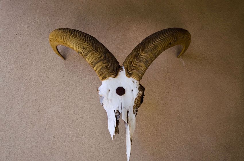 Mounted ram skull with large curved horns on a beige wall