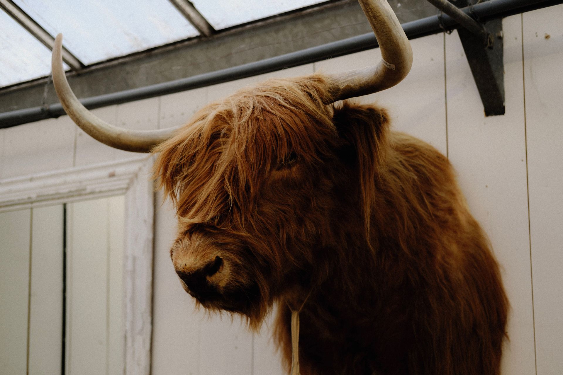 Brown Highland cow with long horns indoors in a barn-like enclosure