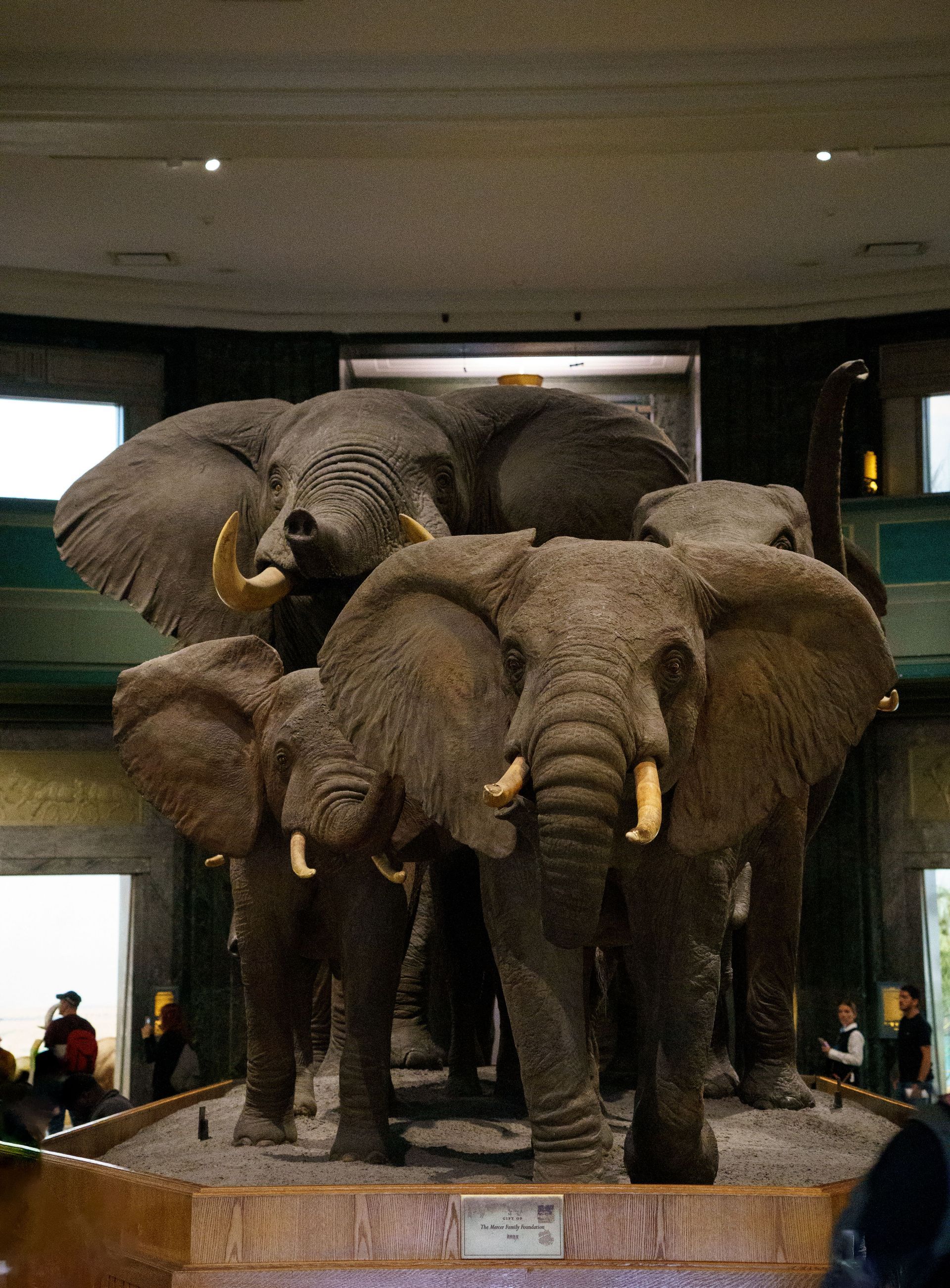 Three elephant statues grouped together in a museum exhibit, one with raised trunk and tusks visible