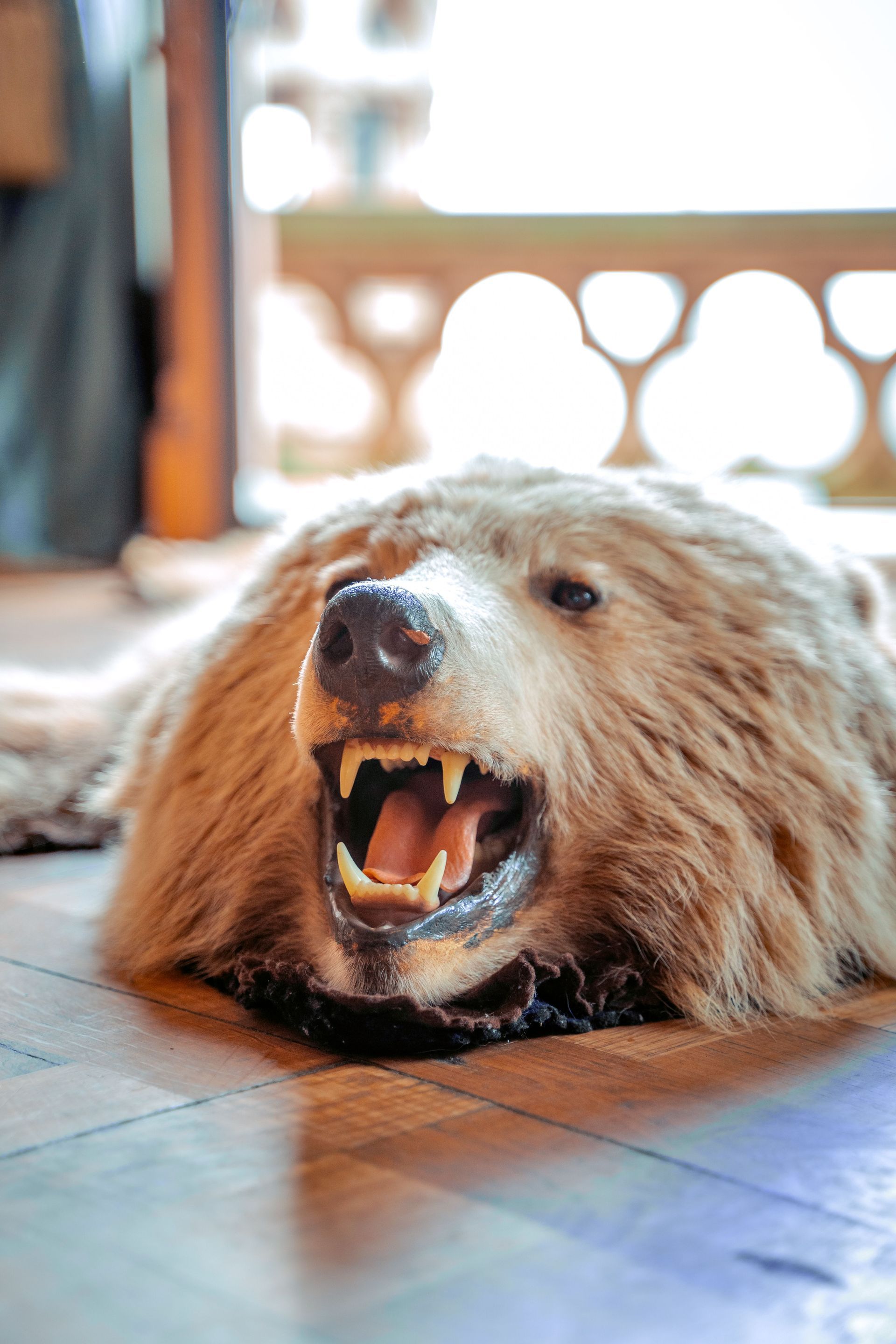 Bear rug with open mouth, lying on a wooden floor near a bright window.