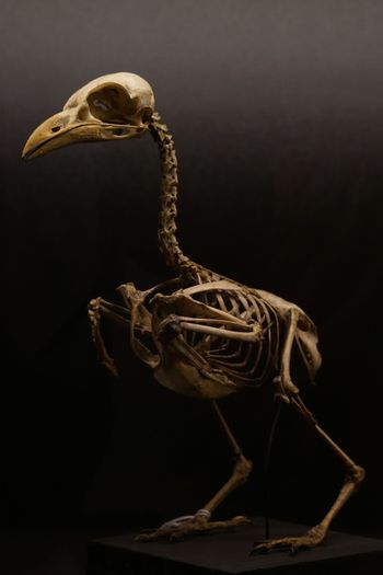 Skeleton of a small bird with a large skull, standing on a black background