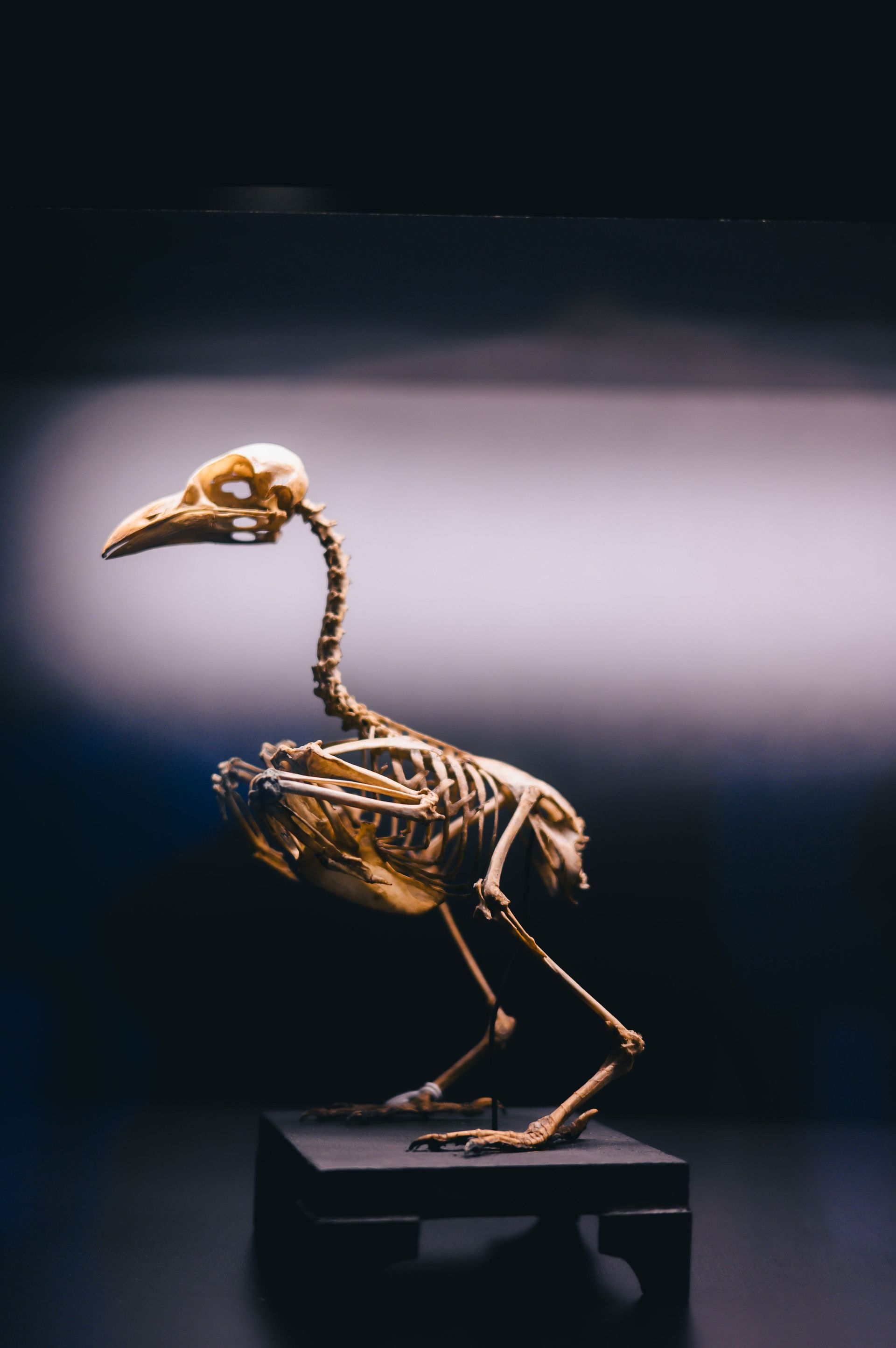 Small bird skeleton sculpture on a pedestal against a dark background