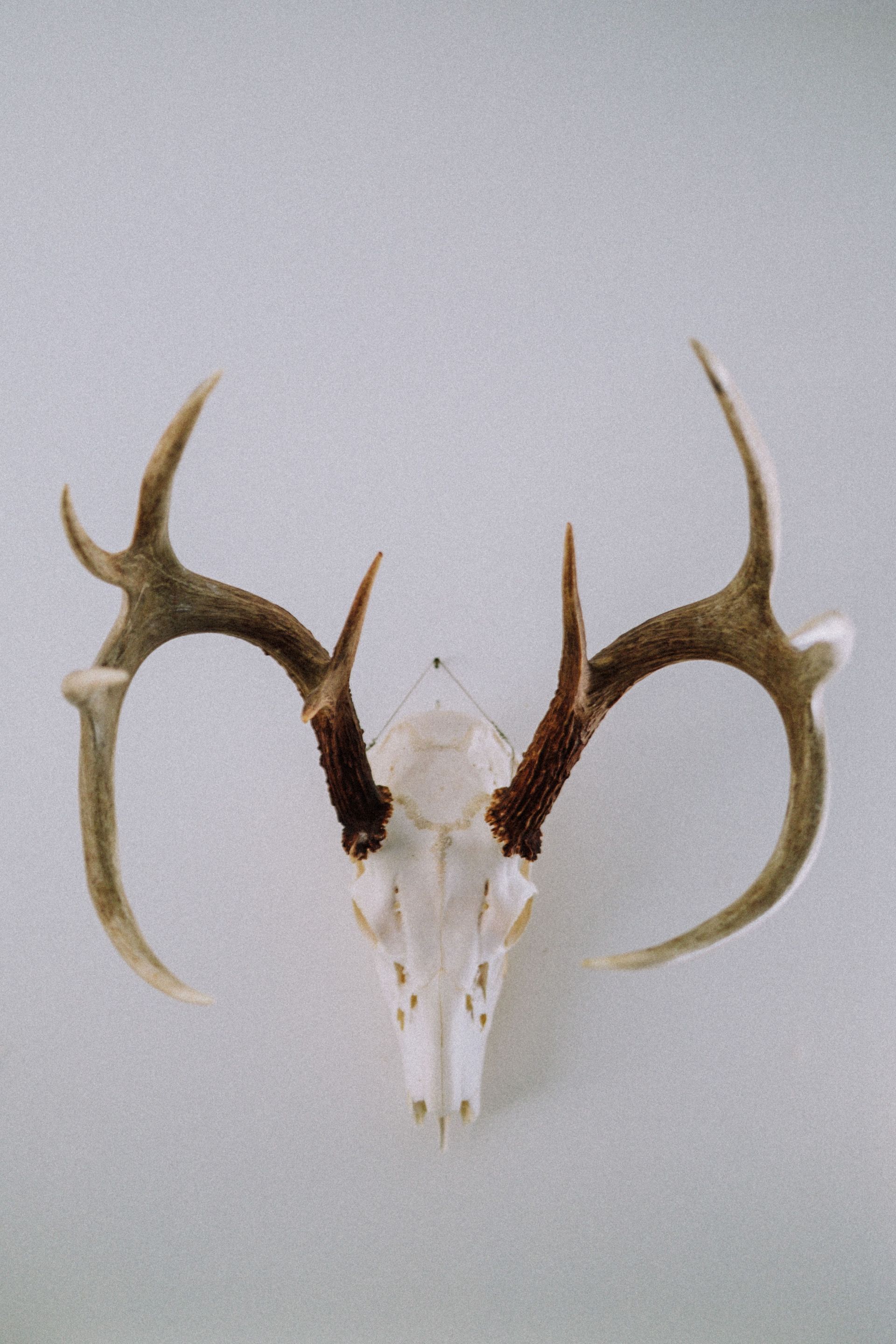 White deer skull with large antlers mounted on a plain light gray wall