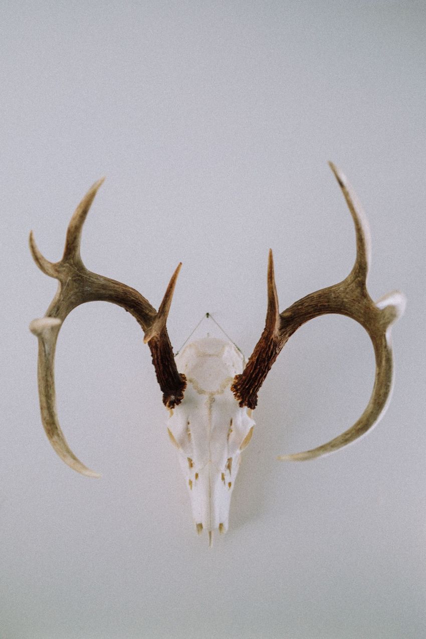Mounted deer antlers with skull on a plain light gray wall